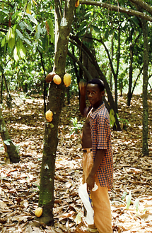 cacao_ferme-ashanti-region-01