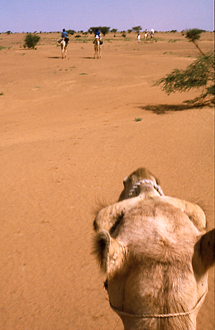 niger-aïr-camel