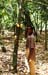 cacao_ferme-ashanti-region-01