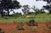 volta-region(nord)_labours